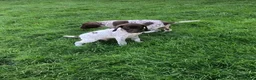 German Shorthaired Pointer dogs for sale: GSP Puppies in Aberdare - Advert 12