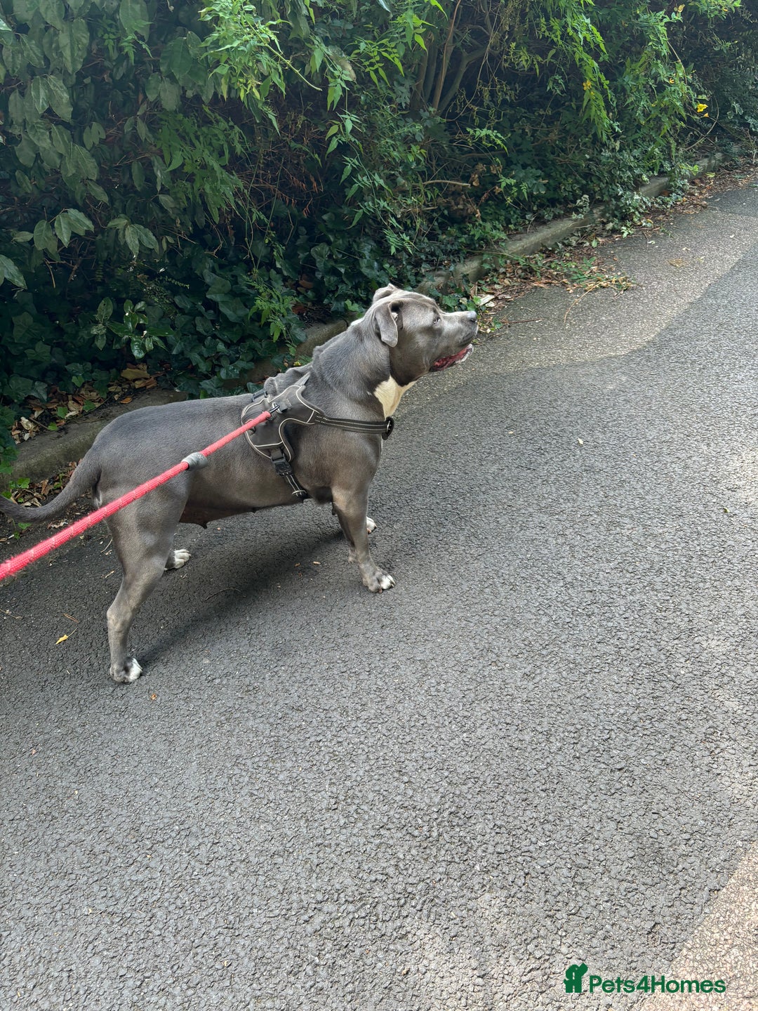 American Bully dogs for sale: Beautiful blue bully girl for sale  - Advert 4