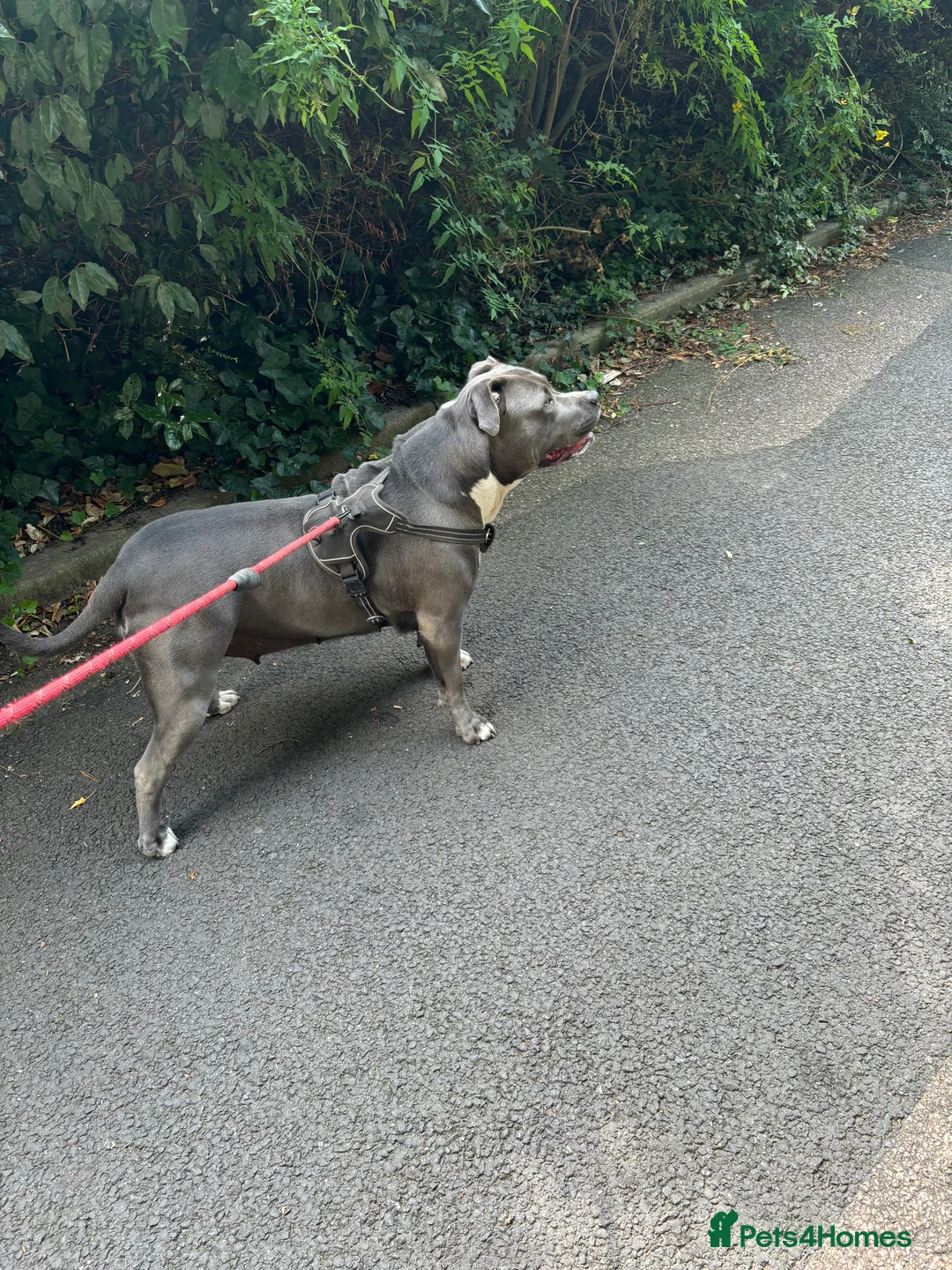 American Bully dogs for sale: Beautiful blue bully girl for sale  - Advert 6