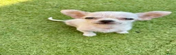 Chihuahua dogs for sale: Last boy left - Advert 9