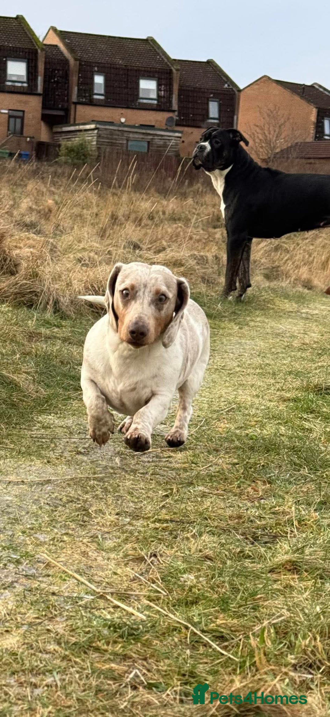 Miniature Dachshund dogs for sale: Miniature Dachshund for sale - Image 6