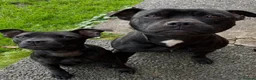 Staffordshire Bull Terrier dogs for sale: Black Eye SBTs this season litter 3 boys 3 girls  - Advert 5