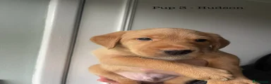 Pup 3 - Hudson