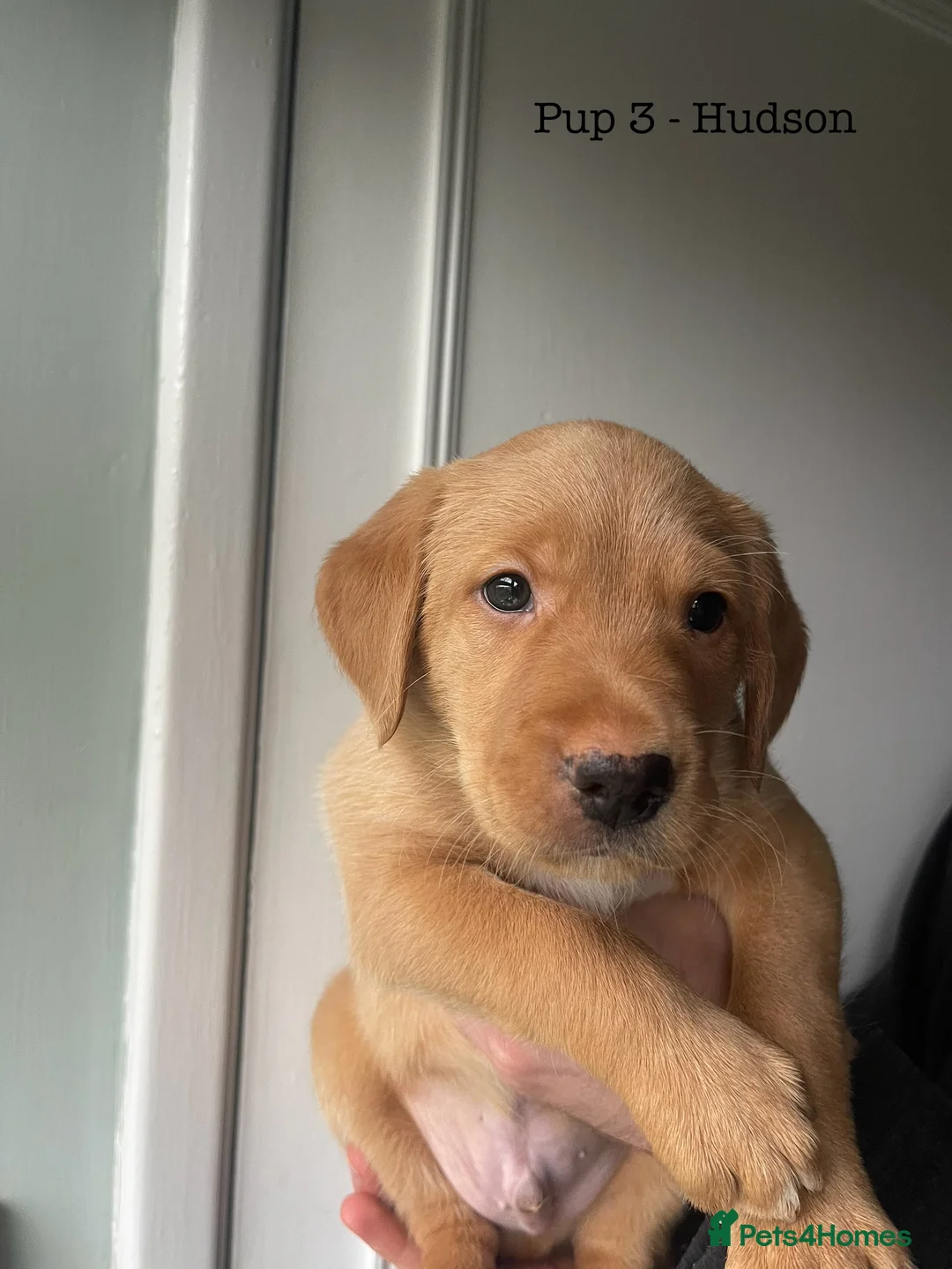 Mixed Breed dogs for sale: Labrador Retriever x Podenco Puppies - Advert 7
