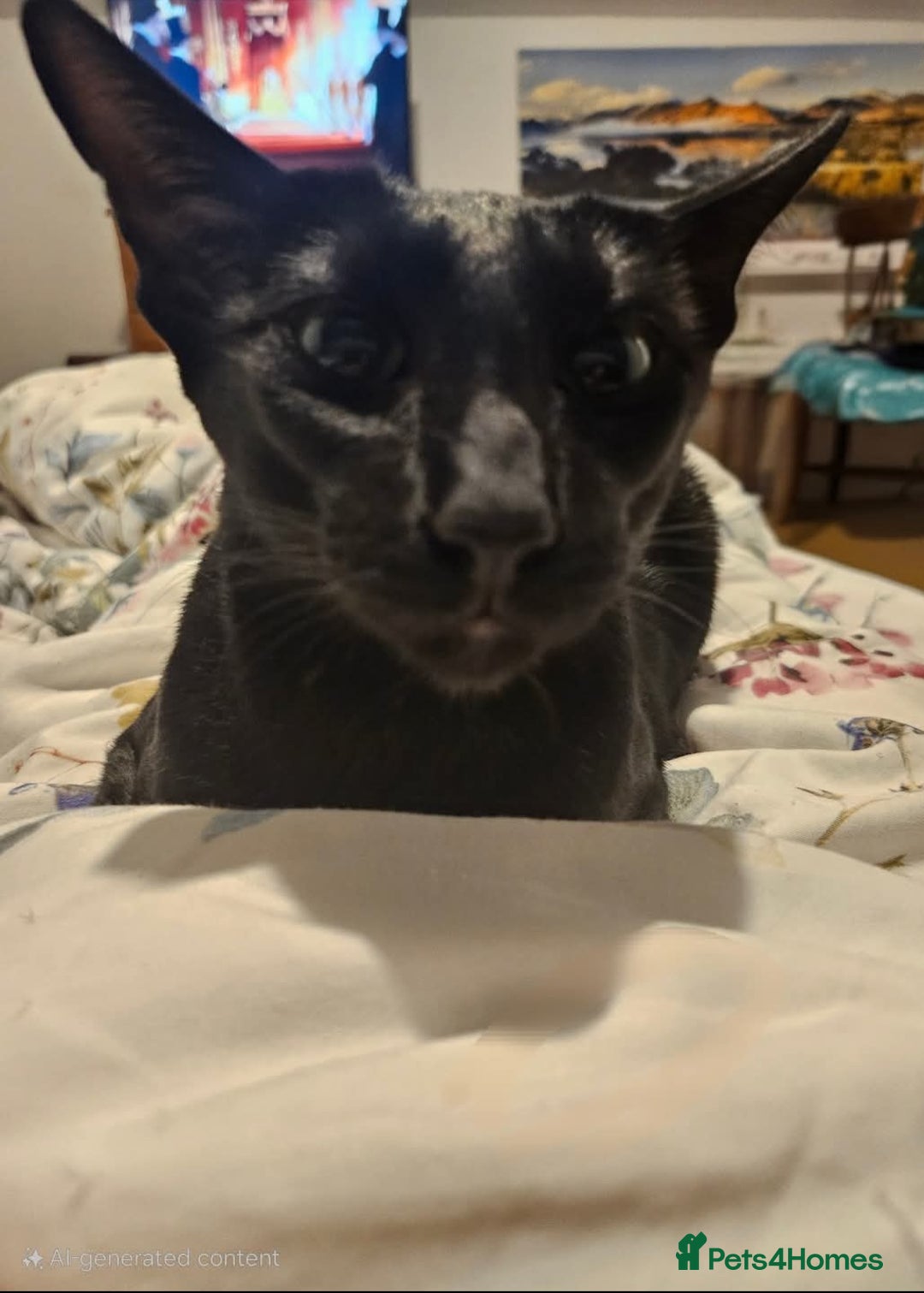 Oriental cats for sale: Black GCCF Oriental Female with Green Eyes - Advert 2