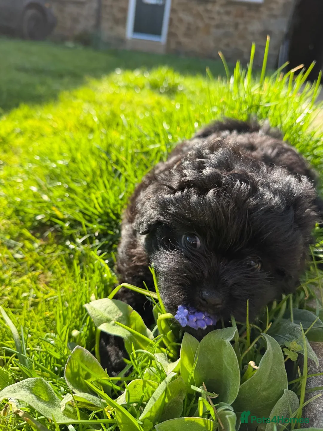 Pomapoo dogs for sale: Stunning Pomapoo Puppies  in Northampton - Advert 1
