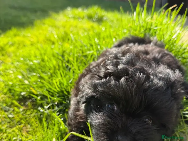 Pomapoo dogs for sale: Stunning Pomapoo Puppies - Advert 1