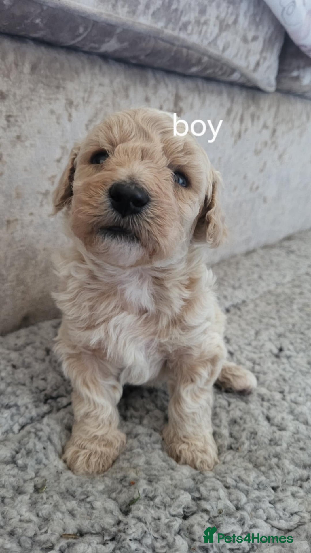 Poochon dogs for sale: Poochon puppys - Advert 3