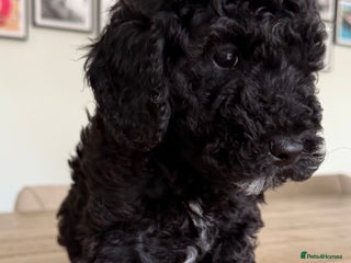 Mixed Breed dogs - Advert 1