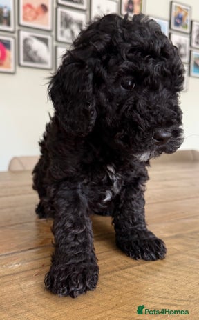 Mixed Breed dogs - Advert 3