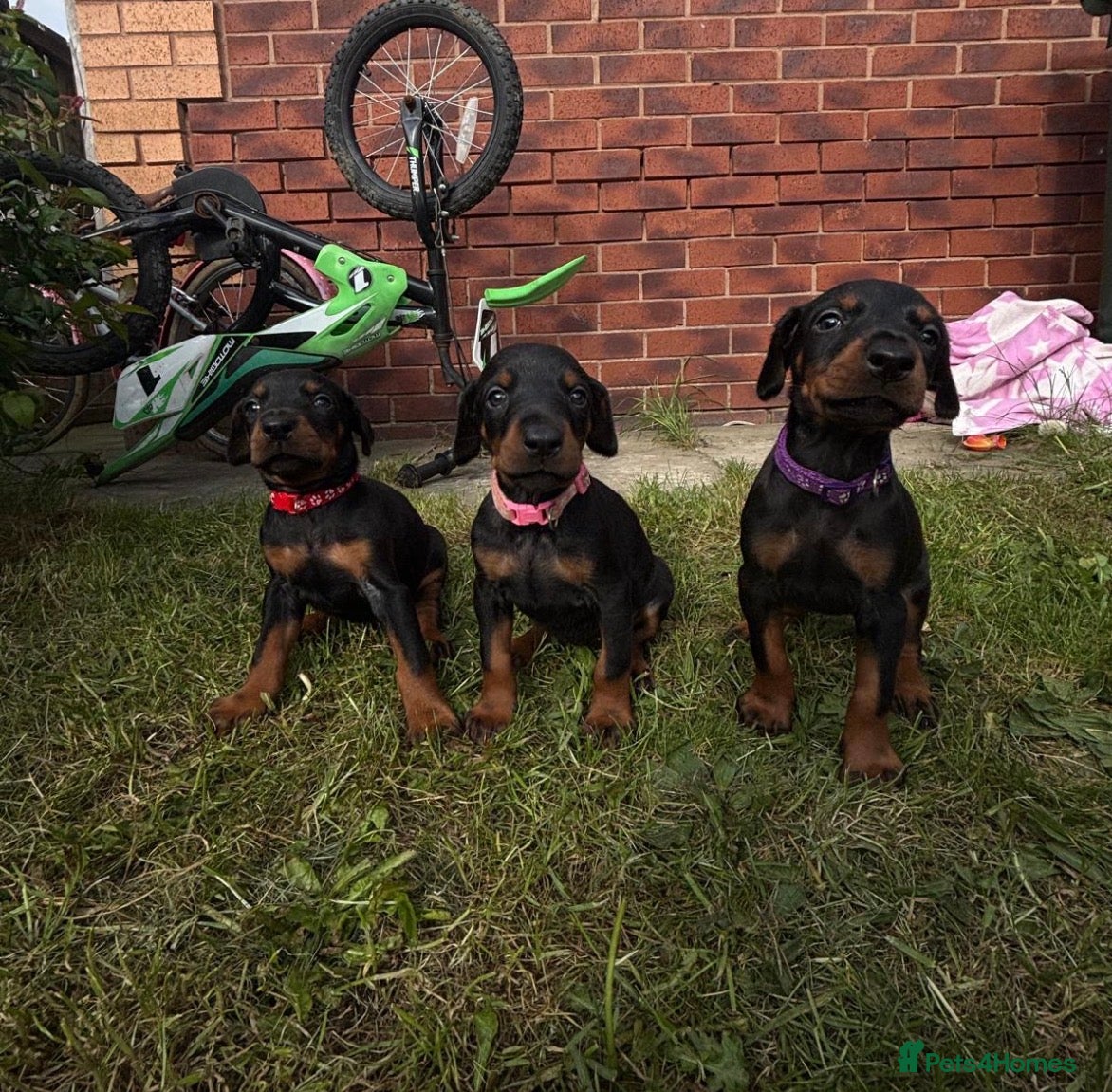 Dobermann dogs Kc reg Health tested parents Black and Tan girls  - Advert 4