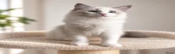 Ragdoll cats for sale: 🐾 Beautiful Ragdoll Kittens for Sale 🐾 - Advert 18