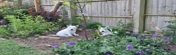 West Highland Terrier dogs for sale: West highland white terrier  - Advert 26