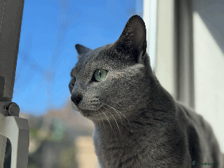Russian Blue cats 🐾 Purebred, Full Pedigree Russian Blue Cats! 🐾 in Richmond - Advert 1