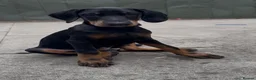 Dobermann dogs for sale: European Dobermann Male Puppy | 13 Weeks - Advert 1