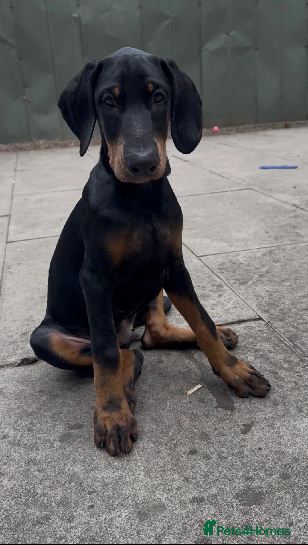 Dobermann dogs for sale: European Dobermann Male Puppy | 13 Weeks - Advert 1