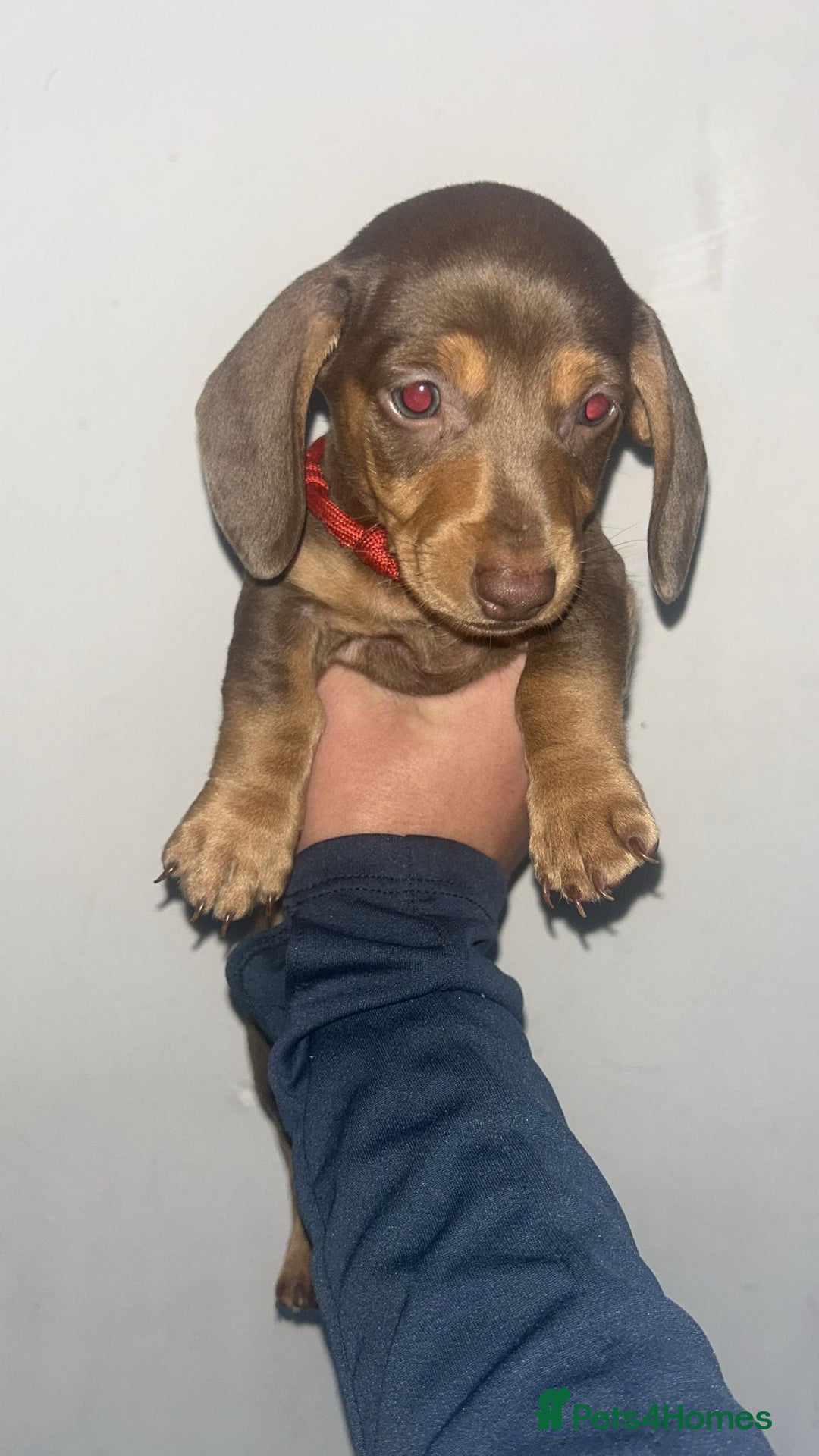 Dachshund dogs for sale: 🐾Dachshund puppies for sale 🐾 - Image 9