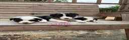 Border Collie dogs for sale: Border collie puppies for sale  in Montgomery - Advert 4