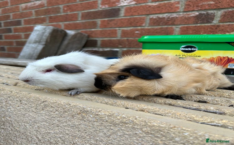 Guinea Pig rodents - Advert 3