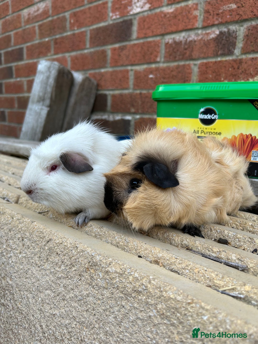 Guinea Pig rodents for sale: Funky guinea pigs  - Image 1