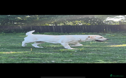 Labrador Retriever dogs for sale: Exceptional quality  - Image 19