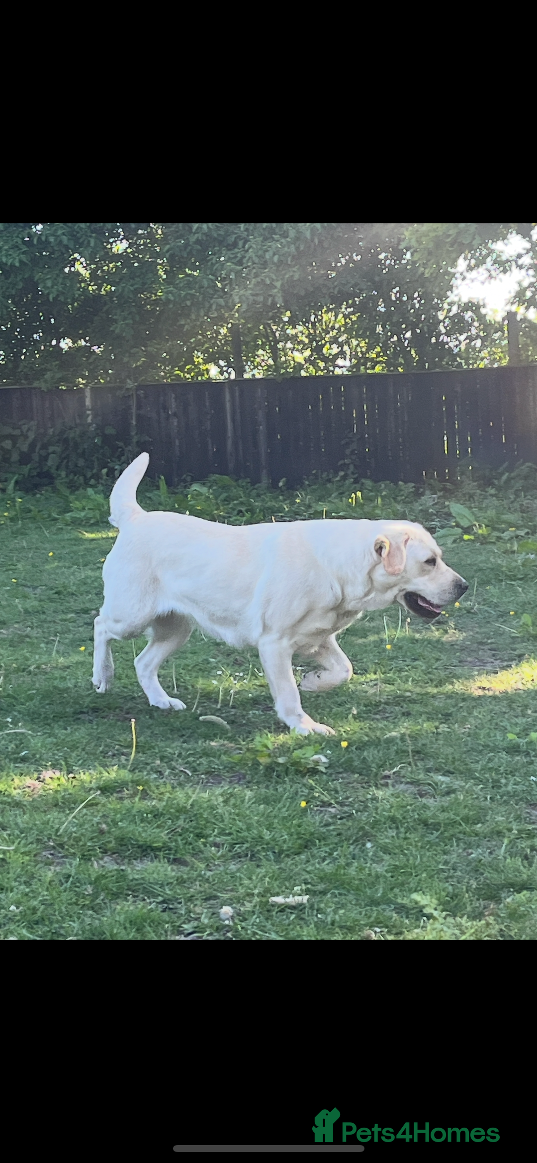 Labrador Retriever dogs for sale: Exceptional quality  - Image 19
