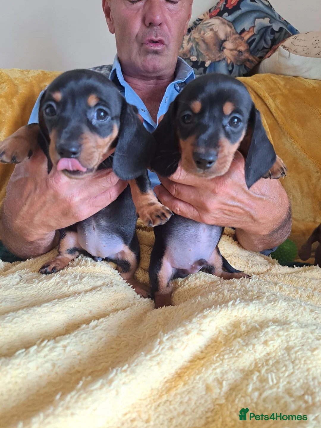 Dachshund dogs for sale: Puppies chocolate and black and tan dashounds  in Malvern - Advert 2