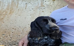 Cocker Spaniel dogs for sale: Beautiful Blue Roan Cocker Spaniel female kc 2y 8m - Image 5