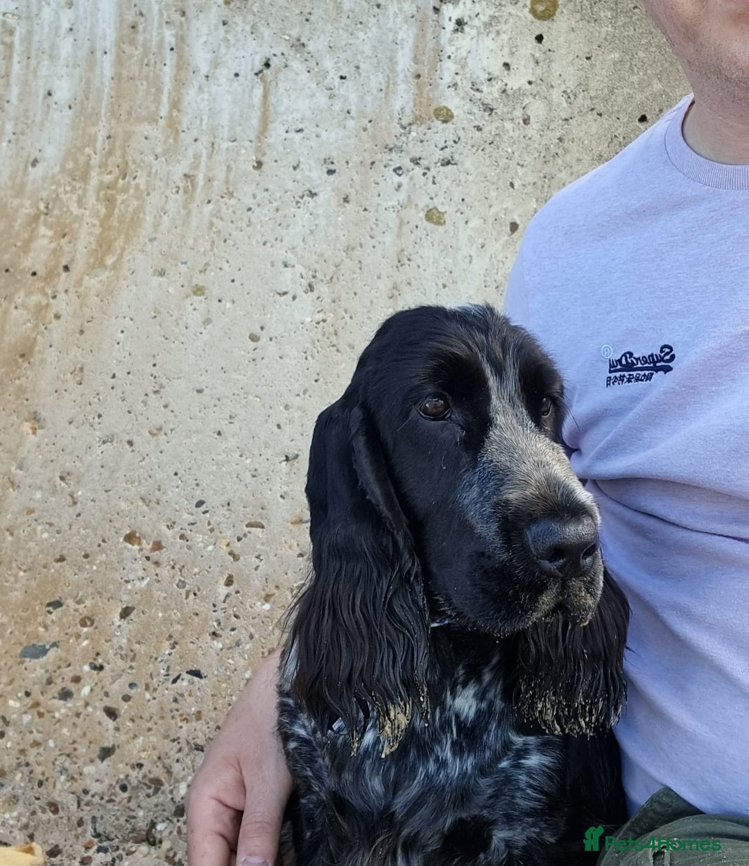 Cocker Spaniel dogs for sale: Beautiful Blue Roan Cocker Spaniel female kc 2y 8m - Image 5