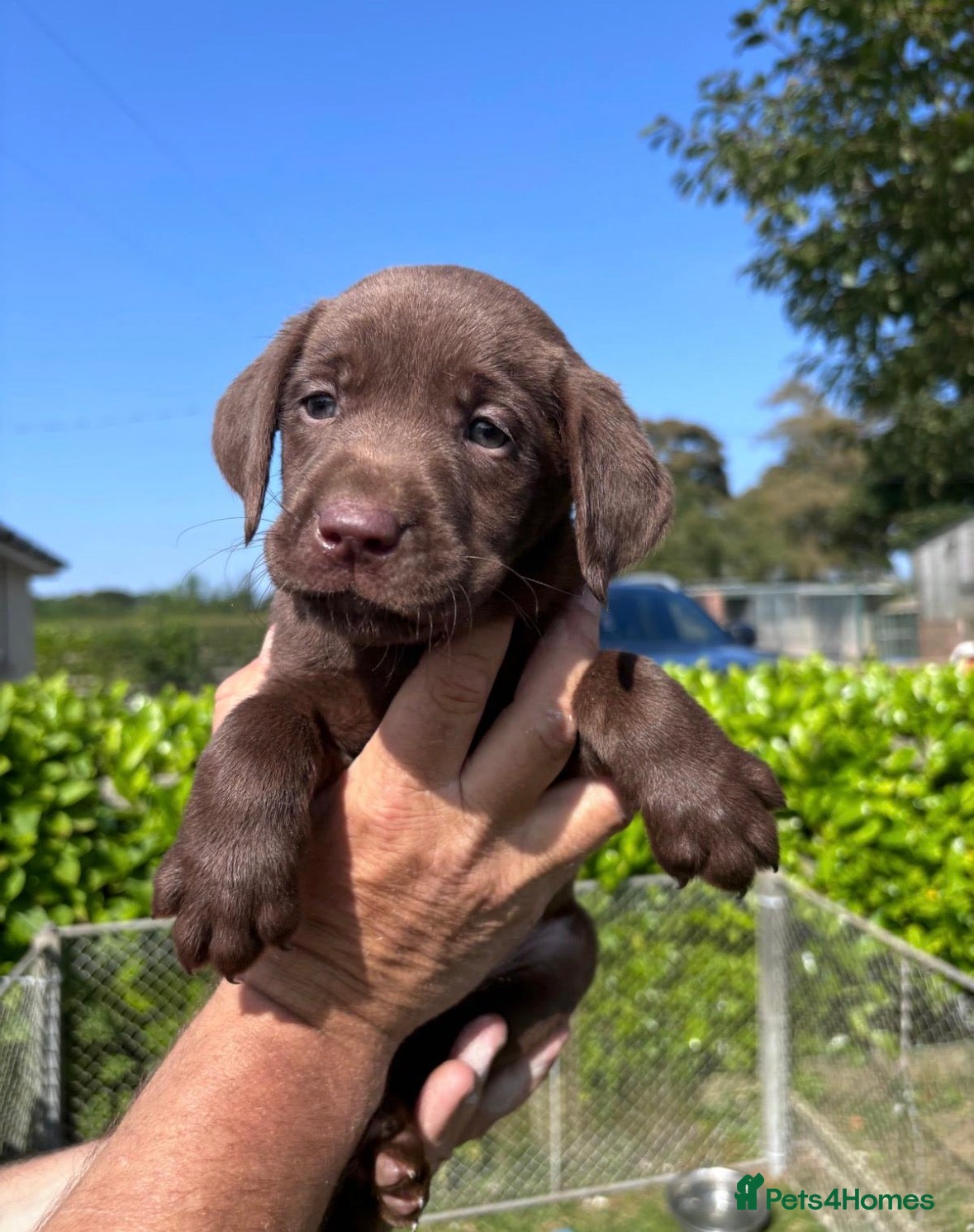 Labrador Retriever dogs Quality Working Labrador pups for sale  - Advert 4