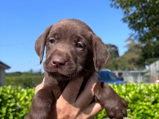 Labrador Retriever dogs Quality Working Labrador pups for sale - Advert 16