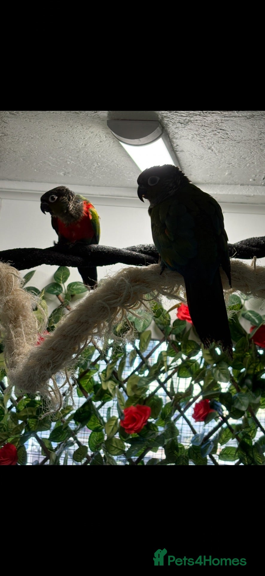 Conures birds Conure pair proven 2022 - Advert 17
