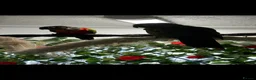 Conures birds for sale: Conure pair proven 2022 - Advert 1