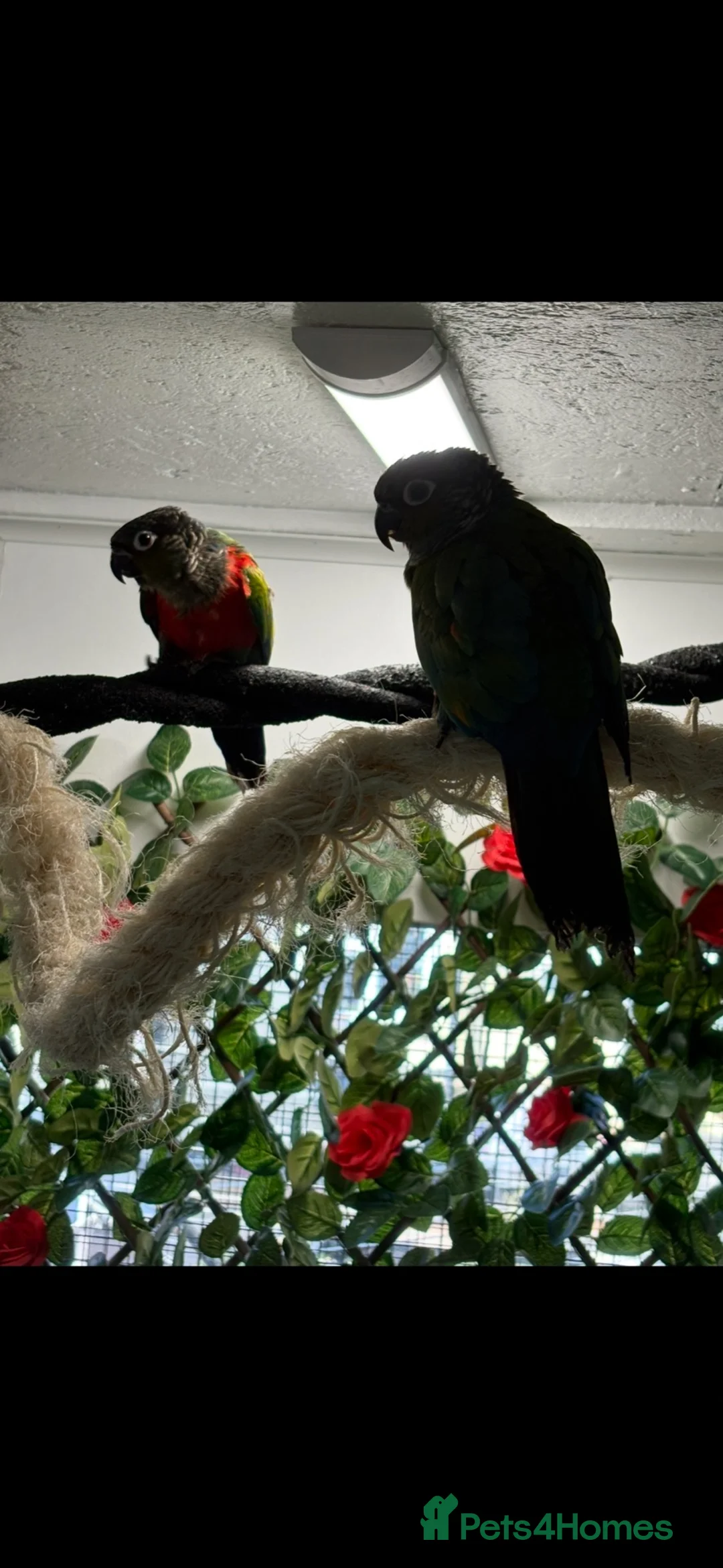 Conures birds for sale: Conure pair proven 2022 - Advert 1