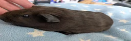 Guinea Pig rodents for sale: Guinea pigs boars and sows available  - Advert 6