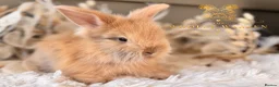 Angora rabbits for sale: Fully Vaccinated Angora Litter - Advert 6