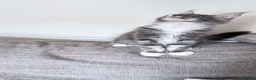 Maine Coon cats for sale: XXL Maine Coon kitten - Advert 7