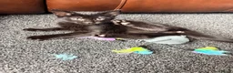 Mixed Breed cats for sale: 9 week old kittens ready to leave.  - Advert 6