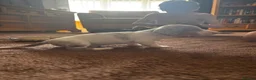 Miniature Dachshund dogs for sale: Tiny Miniature Dachshunds for sale!!!  - Advert 9