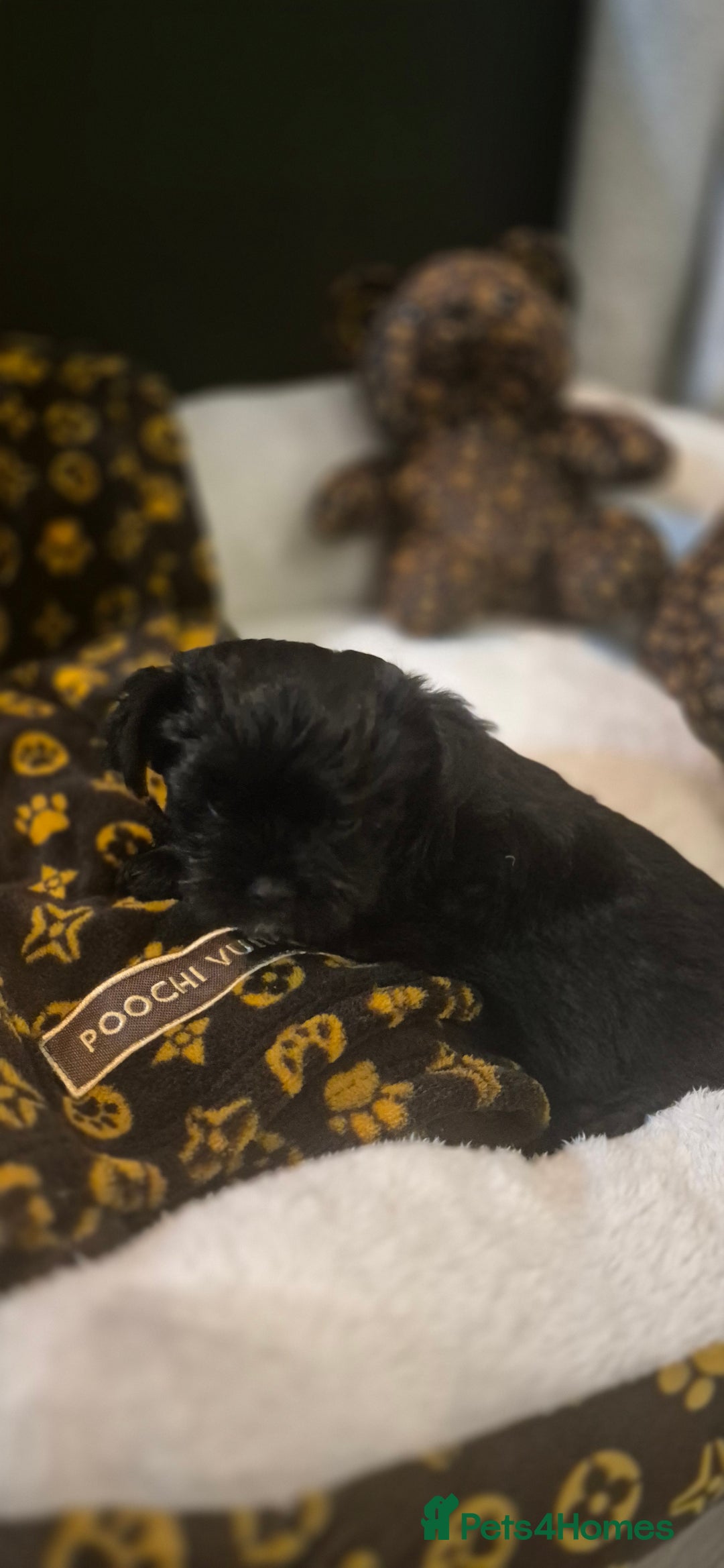 Yorkshire Terrier dogs for sale: Beautiful Biewer Yorkshire terrier puppies  - Advert 4