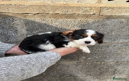 Cavalier King Charles Spaniel dogs for sale: Gorgeous cavalier puppies  - Image 7