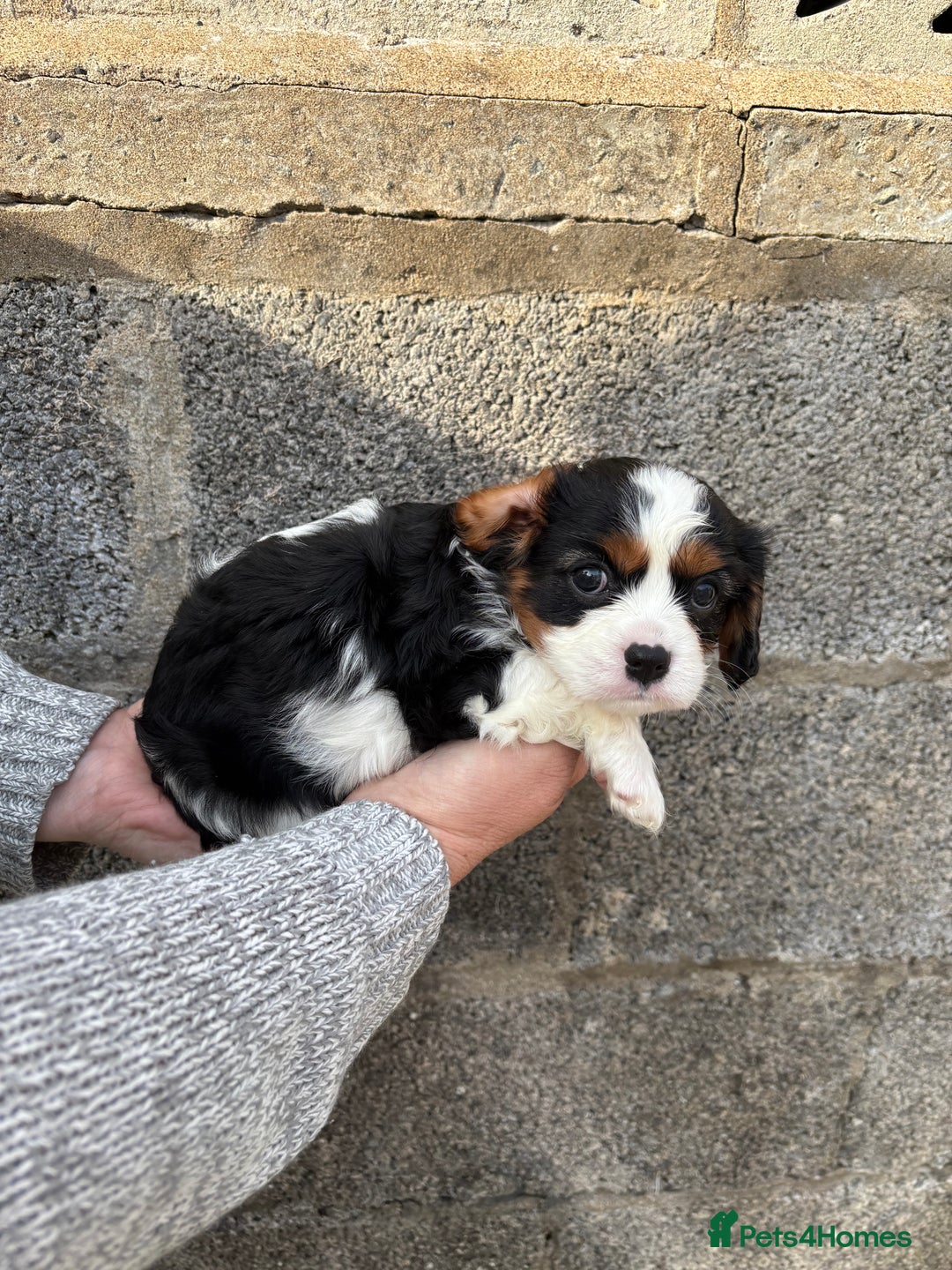 Cavalier King Charles Spaniel dogs for sale: Gorgeous cavalier puppies  - Image 7