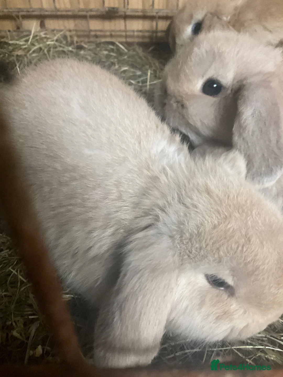 Mini Lop rabbits for sale: Mini lops in Liverpool - Advert 2