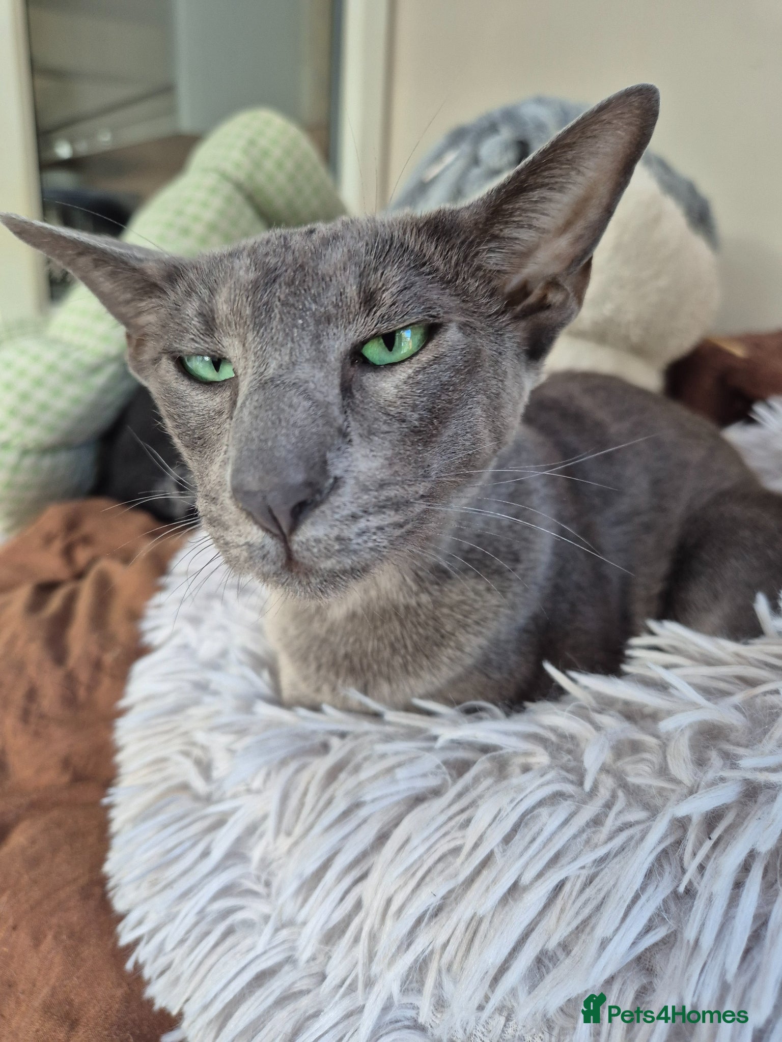 Oriental cats Beautiful Grand Champion retired Queen  - Advert 1