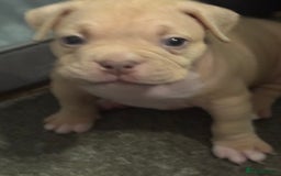 American Bully dogs for sale: Pocket bully female GREAT bloodline READY to leave - Image 22