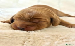 Cocker Spaniel dogs for sale: KC Reg Fully Health Tested Showline Cocker Spaniel - Image 4
