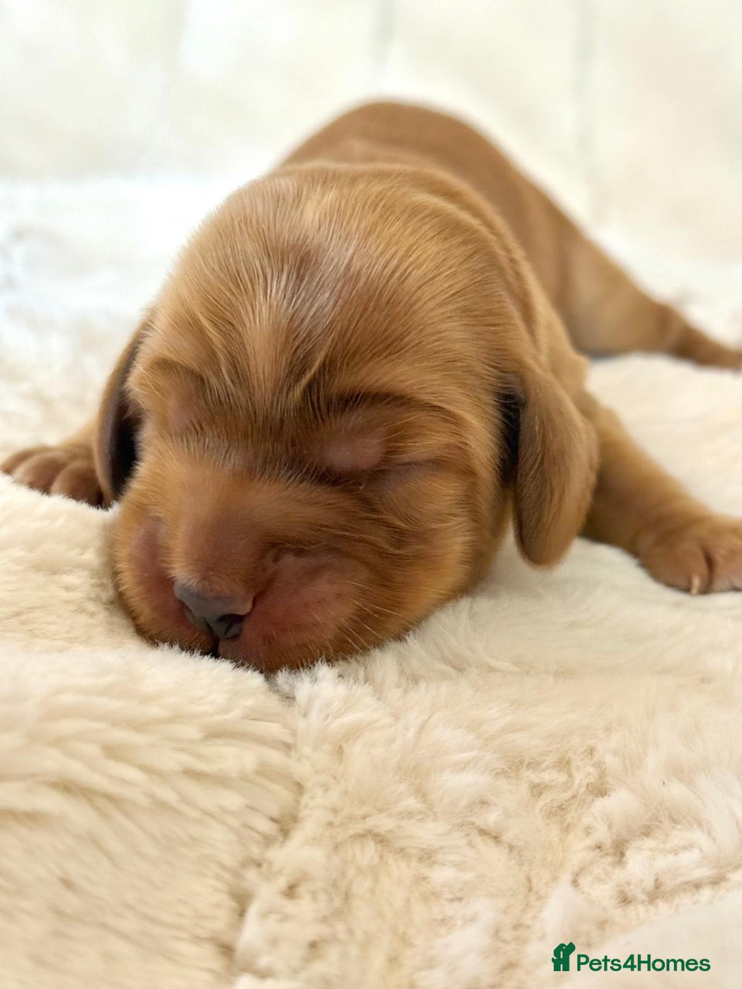 Cocker Spaniel dogs for sale: KC Reg Fully Health Tested Showline Cocker Spaniel - Image 4