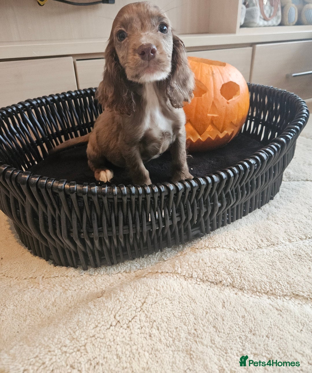 Cocker Spaniel dogs for sale: Working type cocker spaniels. Merle and Roan - Image 7