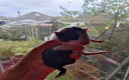 Guinea Pig rodents for sale: Baby females and two adult female  - Image 7