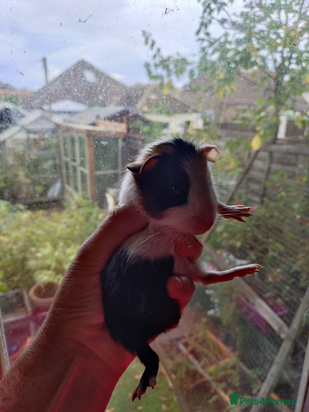 Guinea Pig rodents for sale: Baby females and two adult female  - Image 7